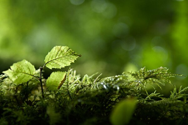 Hierba verde, hermosa imagen