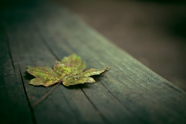 Maple leaf on a wooden bench