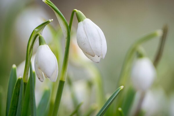 White snowdrops in spring on a blurry background