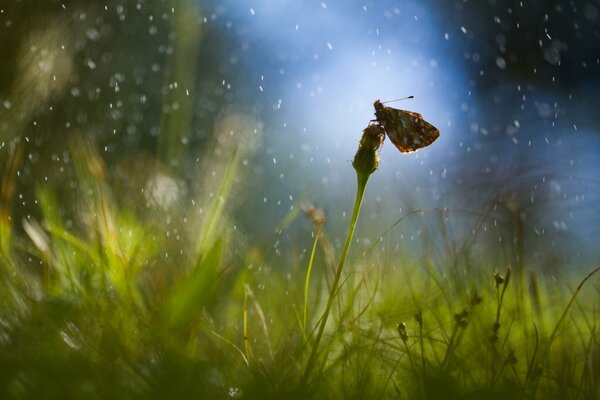 Mariposa en diente de León con reflejos de lluvia en la hierba