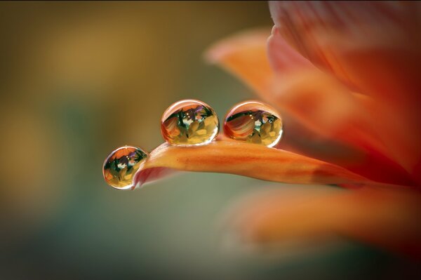 Wassertropfen auf den Blütenblättern der Blume