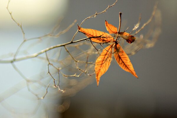 Branche avec des feuilles sur fond flou