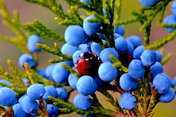 Coccinella nel frutto del ginepro