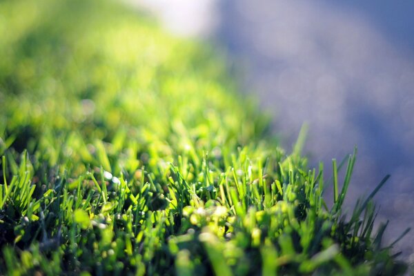 High-quality photo of a green lawn