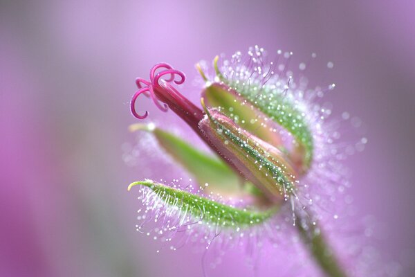 Staubblatt einer Blume in Pollen auf rosa Hintergrund