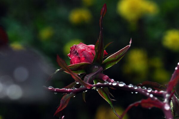 Morgentau auf einer schönen Rose