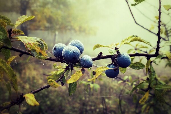 Heidelbeeren auf Büschen, die mit Tau bedeckt sind