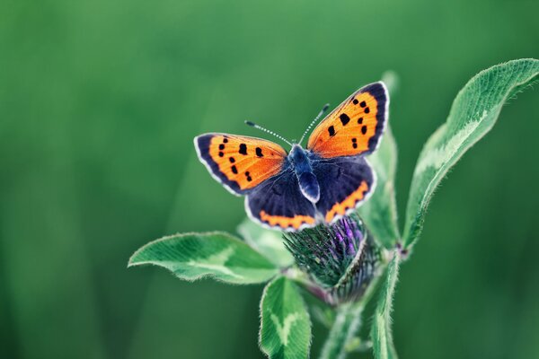 La farfalla stupefacente si è seduta sul fiore