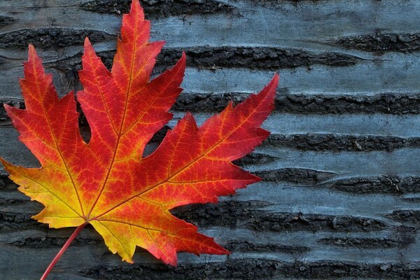 Red maple leaf on a tree background