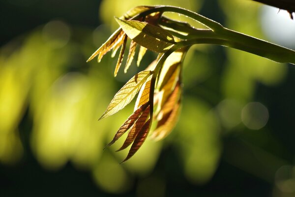 A beautiful branch on a blurry background