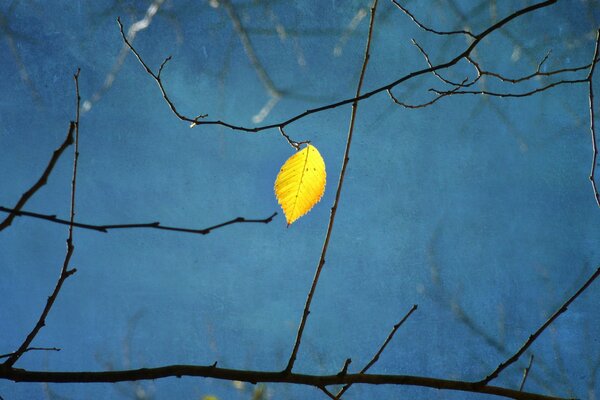 A year old tree with a single leaf. Tree branches on a blue background. Yellow and blue in the photo