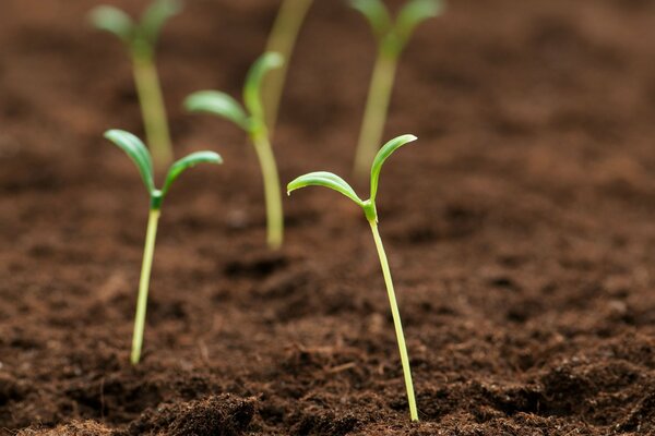 When you shoot a wide-format sprout, they are so big