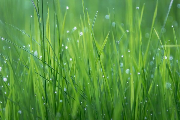 Summer dew on the green grass