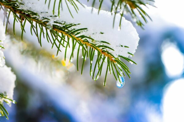 There is snow all around and a drop falls from a spruce branch