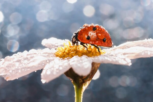 Coccinelle sur camomille