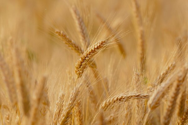 Campo de espiguillas de trigo maduro