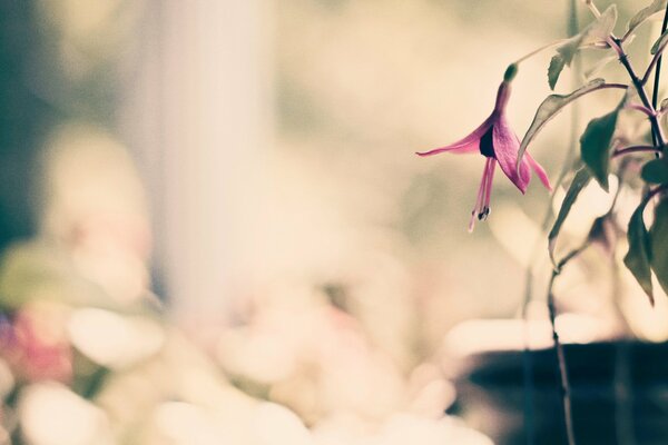 Macro de disparo de la flor en un fondo borroso