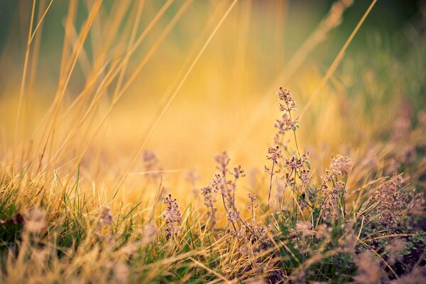 Kleine Blumen Hintergrund auf dem Desktop