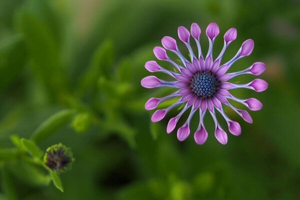 Plante sur fond vert en Afrique osteospurmum