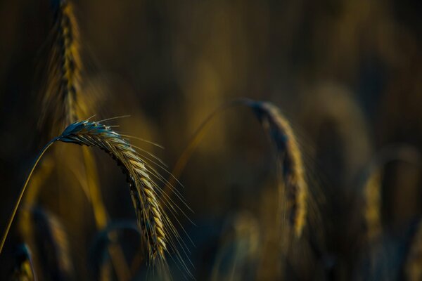 Épis de blé dans la lumière du coucher du soleil