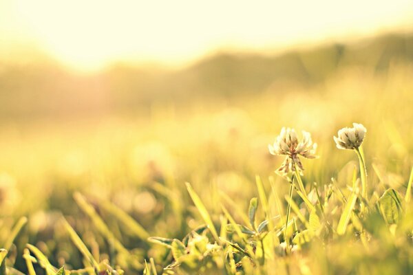 Macro collection of clover flowers in a meadow among grass