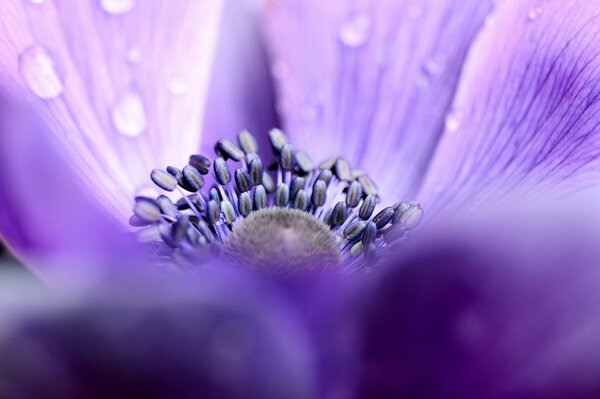 Fleur d anémone lilas avec des gouttes de gros plan