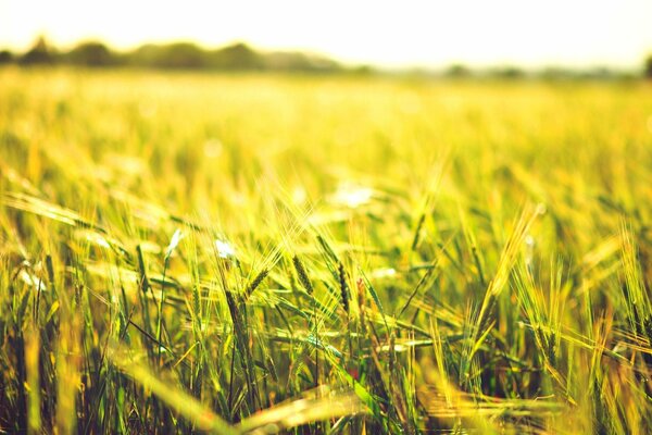 La belleza de un campo de trigo en un día de verano