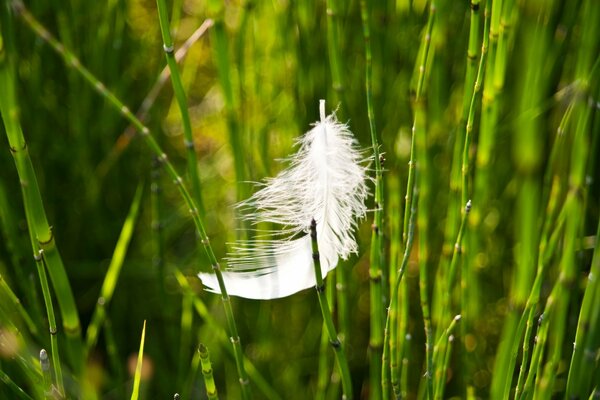 Makrofoto von einer Feder im Gras