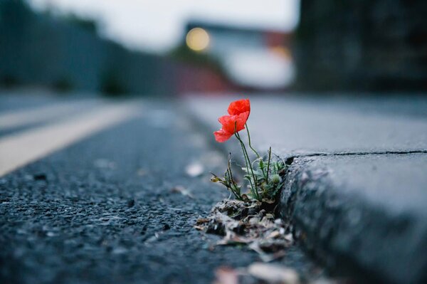 Roter Mohn, der durch den Asphalt sprießt