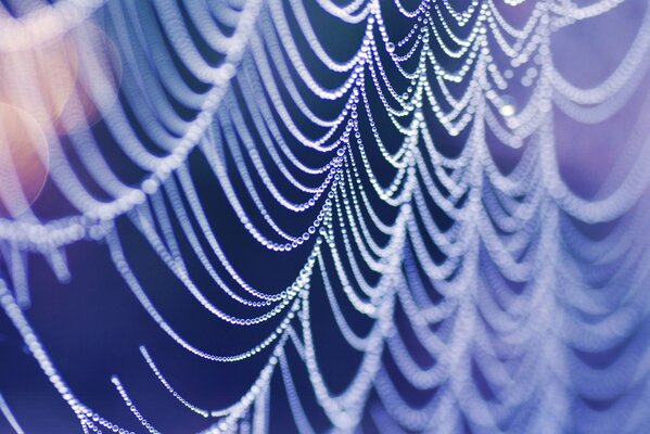 Macro shot of a spider web and water droplets