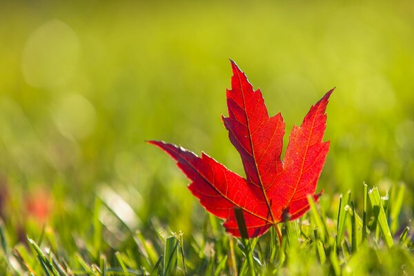 Une feuille d automne a volé sur une clairière verte