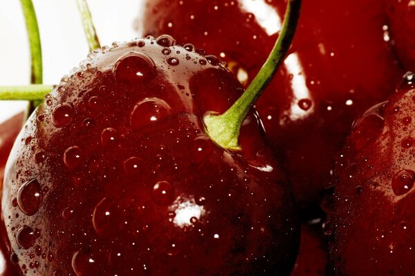 Cherry near, drops , twig