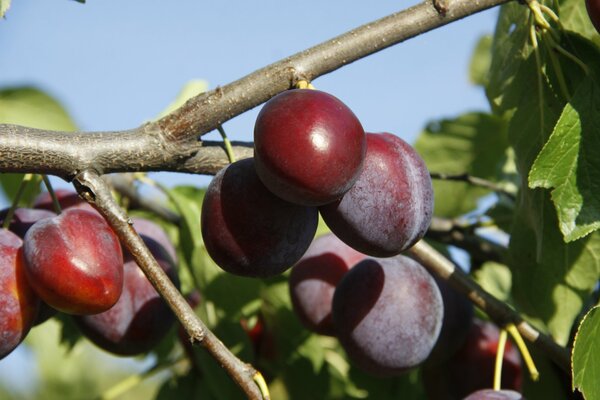 Delicious plums in the garden