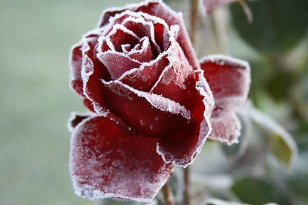 A beautiful red rose in the cold