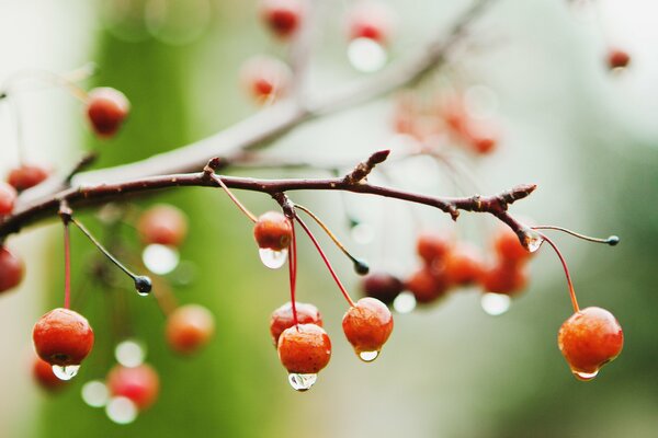 Raindrops on a branch with orange berries