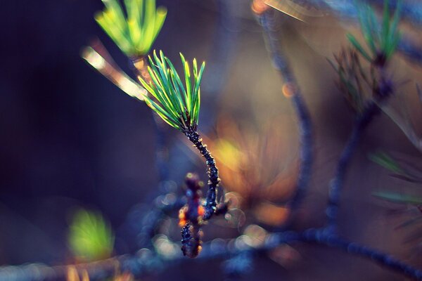 Foto macro di un ramoscello di pino