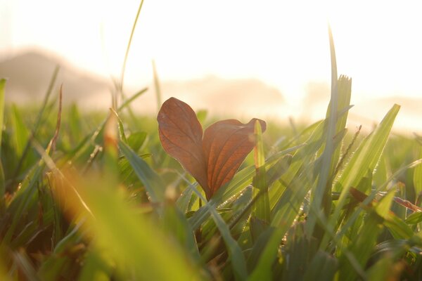 Der erste Bote des beginnenden Herbstes