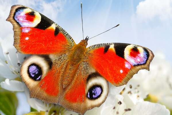 A butterfly looks at the sky