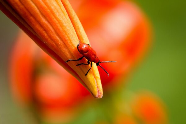 Insecto en el capullo de un lirio naranja