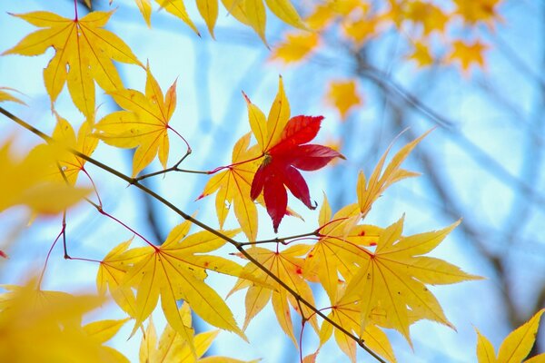 Feuilles jaunes rouges d érable sur une branche