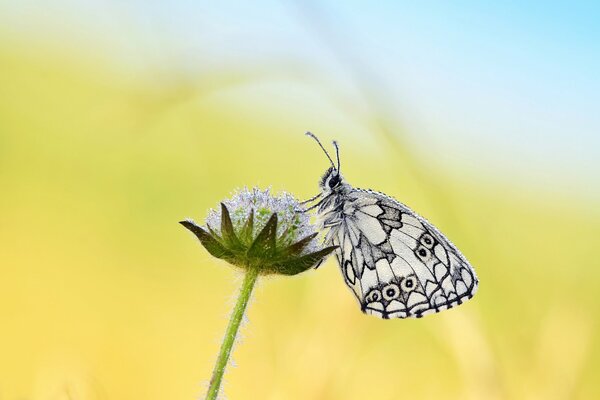 Ein Schmetterling sitzt auf einer Blume