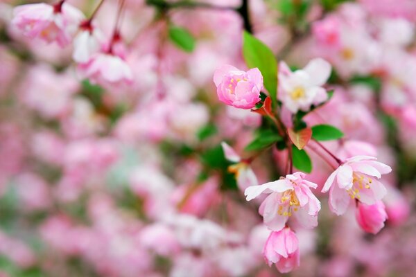 Spring macro apple tree flowers