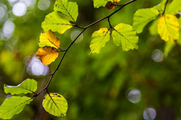 Branche avec des feuilles jaunes sur l arbre