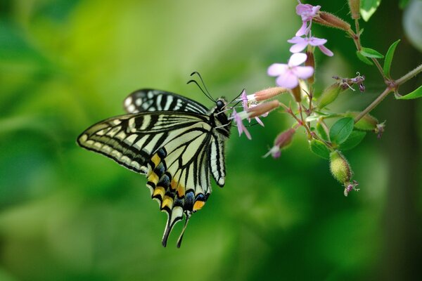 Piękny motyl siedzi na różowych kwiatach