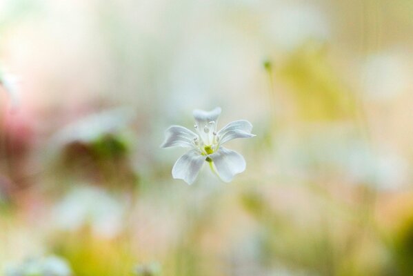 Flor blanca y fondo borroso