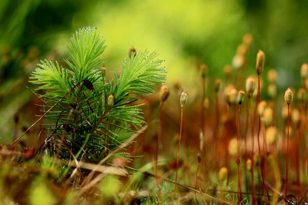 A plant in moss in dew drops