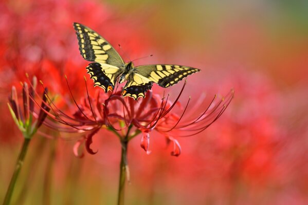 Yellow butterfly on red flowers