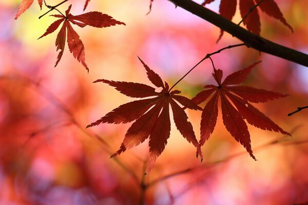 Feuille d automne sur fond flou rouge