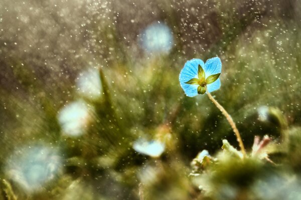 Blue macro flower on the grass under the raindrops