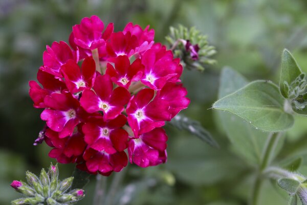 Belles fleurs lumineuses sur la photo